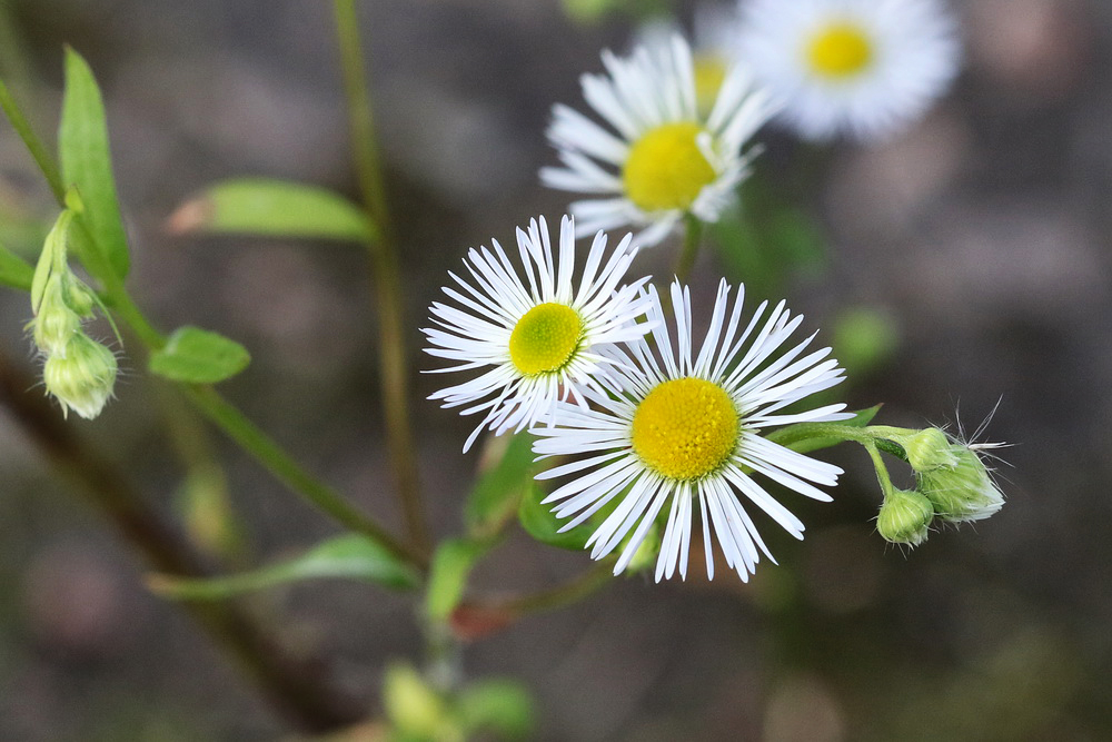 Изображение особи Erigeron annuus.