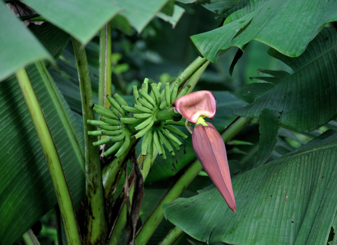 Изображение особи Musa acuminata.