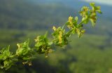 Cruciata laevipes. Верхушка цветущего побега. Республика Адыгея, Майкопский р-н, ок. 6 км юго-восточнее хутора Победа, хребет Скалистый (Уна-Коз), скала Галкина, на скальном обнажении. 05.05.2018.