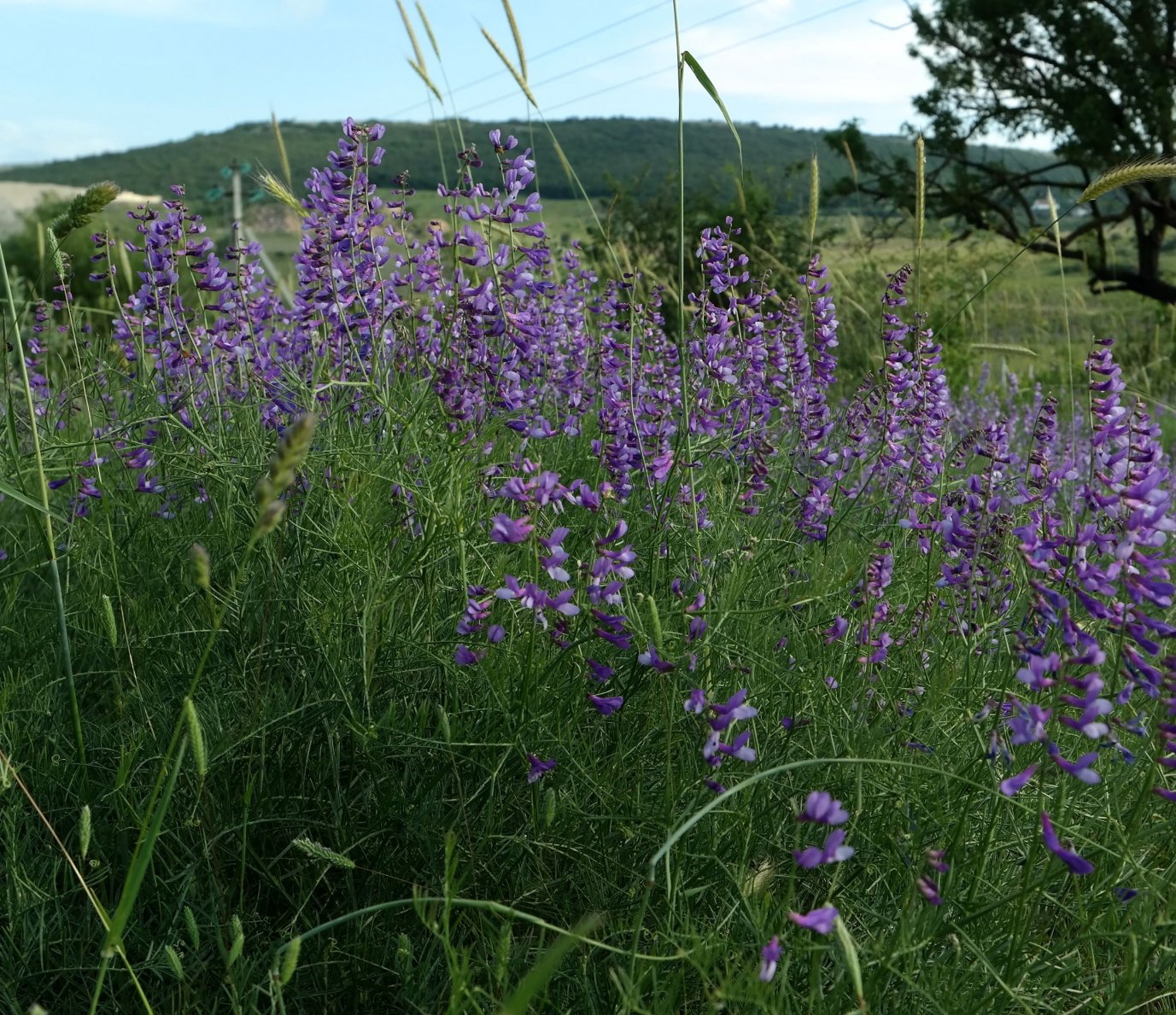 Image of Vicia elegans specimen.