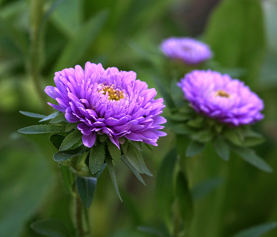 Изображение особи Callistephus chinensis.