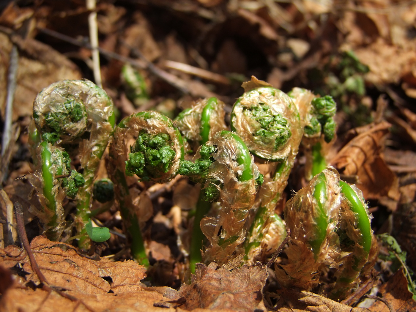 Изображение особи Dryopteris expansa.