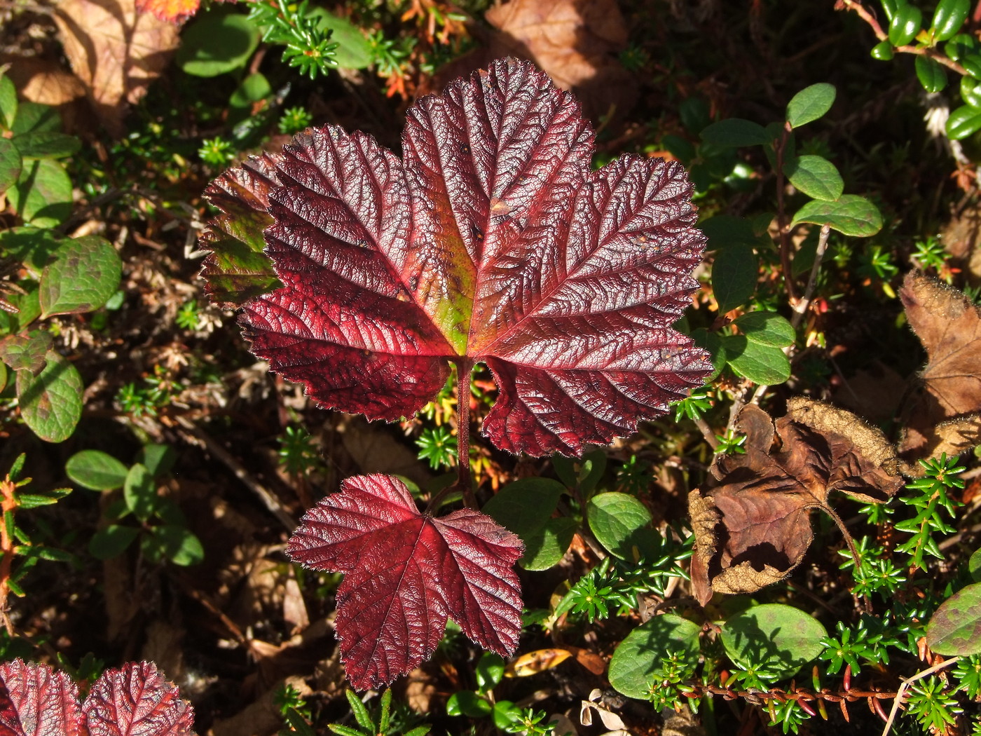 Изображение особи Rubus chamaemorus.