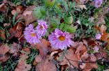 Chrysanthemum indicum. Верхушка растения с соцветиями на фоне опавших кленовых листьев. Москва, Новогиреево, ул. Кусковская, в культуре. 29.10.2018.