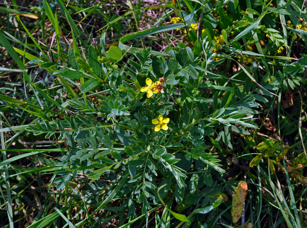 Изображение особи Potentilla bifurca.