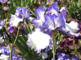 Iris × hybrida. Цветки. Украина, г. Кривой Рог, Криворожский ботанический сад НАН Украины, коллекционный участок. 15.05.2018.