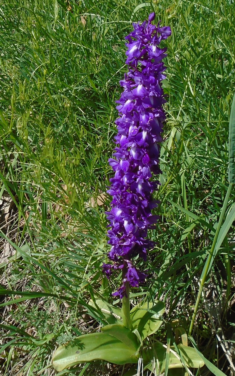 Изображение особи Orchis mascula.