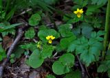 Viola biflora