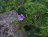 Geranium robertianum. Верхушка цветущего растения. Турция, ил Артвин, окр. деревни Баглик, небольшой лесок недалеко от ручья. 24.04.2019.