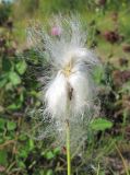 Eriophorum scheuchzeri