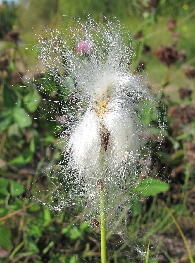 Изображение особи Eriophorum scheuchzeri.