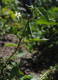 Solanum nigrum. Верхушка цветущего растения. Республика Алтай, Чемальский р-н, с. Чемал, в посадках картофеля. 10.09.2010.