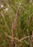 Festuca rubra. Соплодие. Тверская обл., Весьегонский р-н, с. Чистая Дуброва, низкотравный луг. 11 июля 2020 г.