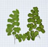 Adiantum capillus-veneris