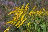 Solidago canadensis. Верхушка побега с соцветием. Московская обл., Сергиево-Посадский р-н, долина р. Пажа, залежь. 25.08.2021.