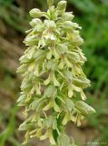 Orchis punctulata подвид adenocheila. Соцветие. Азербайджан, Ярдымлинский р-н. 14.04.2010.