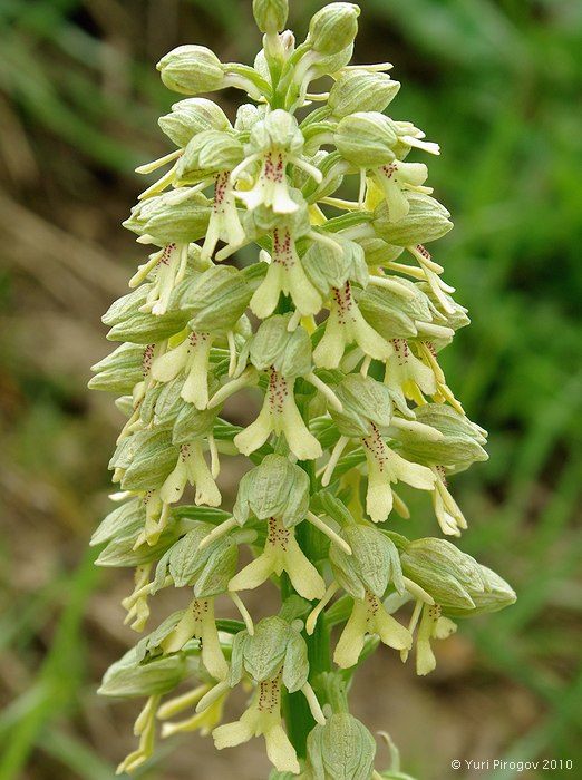 Изображение особи Orchis punctulata ssp. adenocheila.