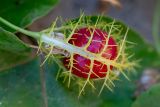 Passiflora foetida