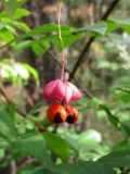 Euonymus verrucosus