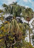 Washingtonia robusta