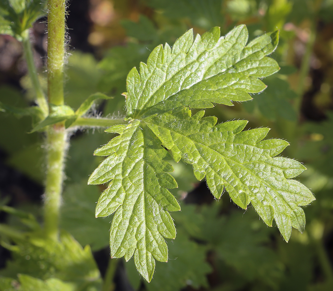 Изображение особи Potentilla norvegica.