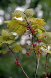 Ribes latifolium. Веточки с соплодиями. Южные Курилы, о. Кунашир, хр. Докучаева, окр. оз. Валентины. 23.08.2003.