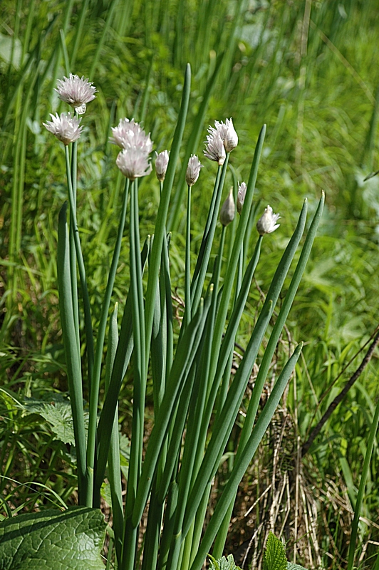 Изображение особи Allium kaufmannii.