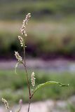 Persicaria × lenticularis. Верхушка расцветающего растения. Южный Казахстан, Верхний Боролдай, каменистая коса на реке. 29.06.2011.