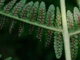 Lunathyrium pterorachis