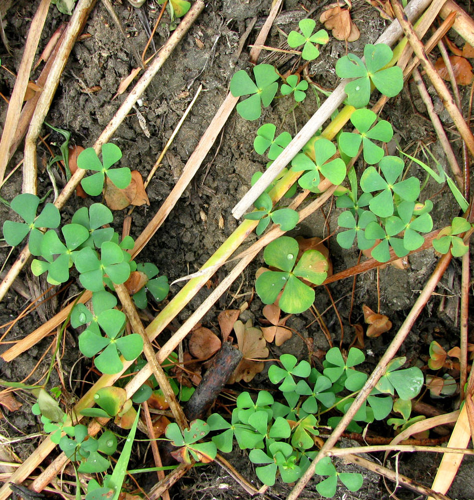 Изображение особи Marsilea quadrifolia.