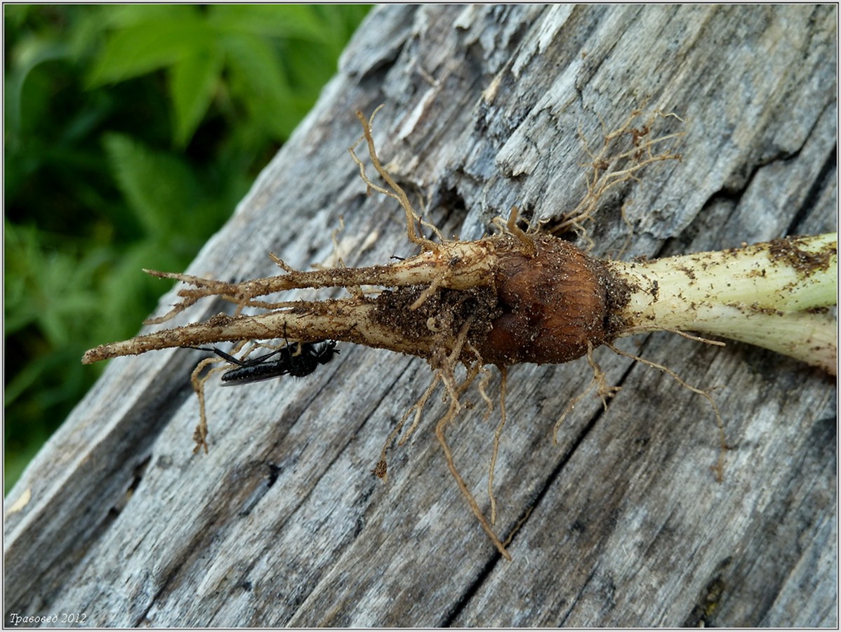 Изображение особи Chaerophyllum bulbosum.