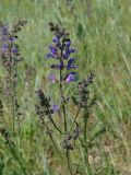 Salvia pratensis