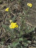 Tanacetum crassipes