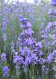 Lavandula angustifolia. Верхушки побегов с соцветиями. Южный берег Крыма, над Гурзуфом, заброшенное лавандовое поле. 21 июня 2012 г.