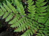 Dryopteris goeringiana. Часть вайи. Приморский край, г. Находка. 17.06.2012.