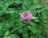 Trifolium pratense