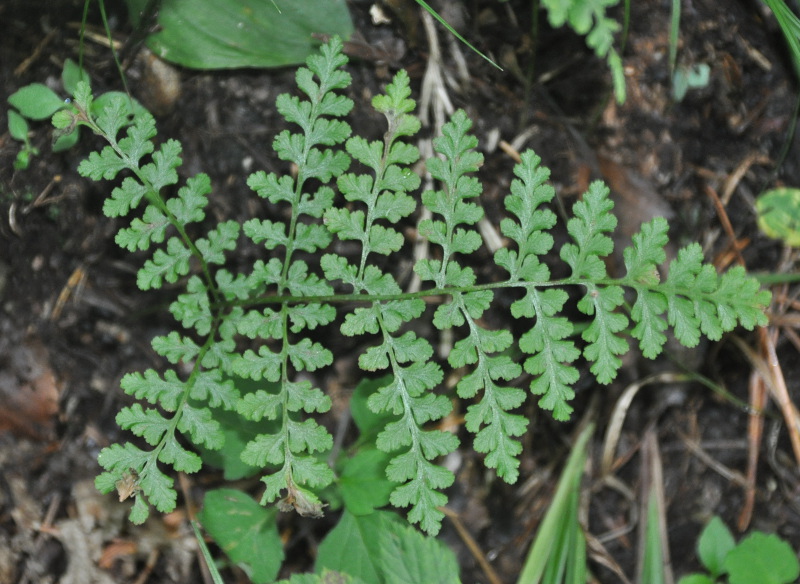 Изображение особи Rhizomatopteris sudetica.