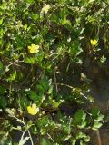 Ranunculus repens. Цветущие растения. Крым, Байдарская долина. 9 мая 2009 г.