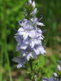 Veronica jacquinii