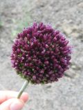 Allium atroviolaceum. Соцветие. Крым, южный берег, заказник \"Канака\", берег моря. 2 июня 2013 г.