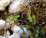 Pinguicula alpina. Молодые растения. Архангельская обл., Пинежский р-н, окр. Пинежского заповедника, на обнажении горной породы в карстовом логу. 21.06.2013.