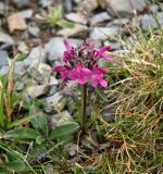 Pedicularis caucasica. Цветущее растение. Адыгея, Кавказский заповедник, гора Атамажи, предвершина, выс. 2639 м н.у.м. 23.06.2013.