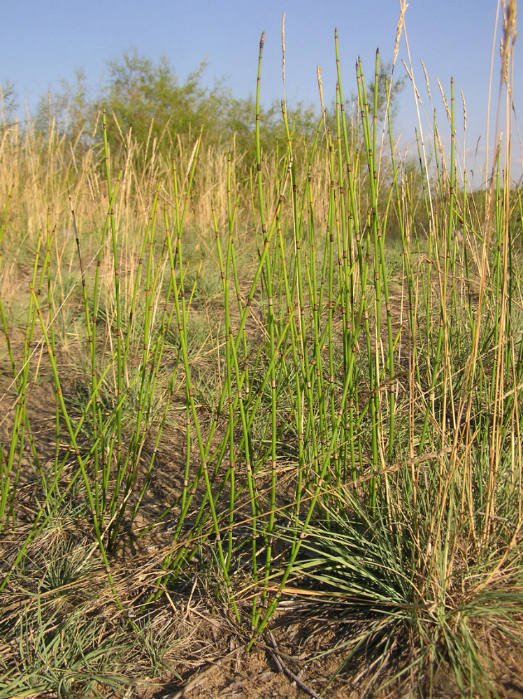 Изображение особи Equisetum &times; moorei.