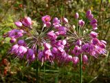 Allium sacculiferum. Соцветия. Приморский край, Спасский р-н, окр. с. Хвалынка, влажный луг возле р. Одарка. 07.09.2013.