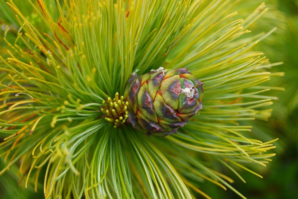 Изображение особи Pinus pumila.