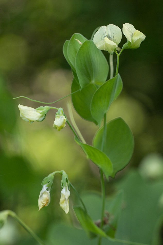 Изображение особи Lathyrus aphaca.