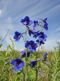 Delphinium cheilanthum