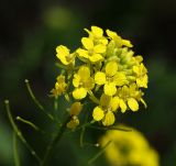 Sisymbrium loeselii. Соцветие с цветками и завязавшимися плодами. Краснодарский край, окр. Новороссийска, обочина дороги в урочище \"Дюрсо\" недалеко от Абрау-Дюрсо. 03.06.2009.