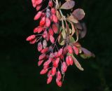 Berberis форма atropurpurea