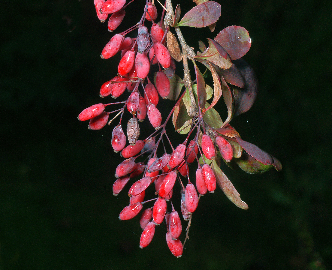 Изображение особи Berberis vulgaris f. atropurpurea.